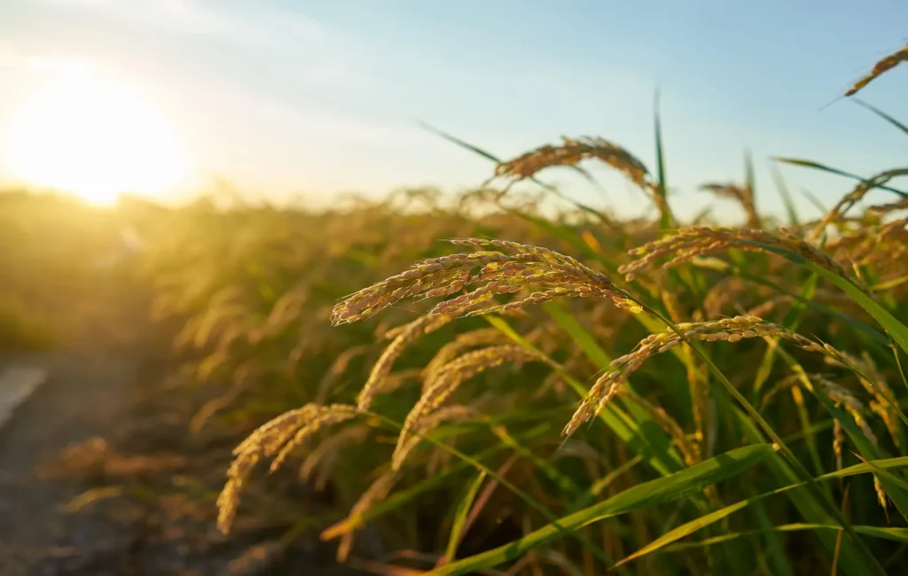 agrivoltaisme