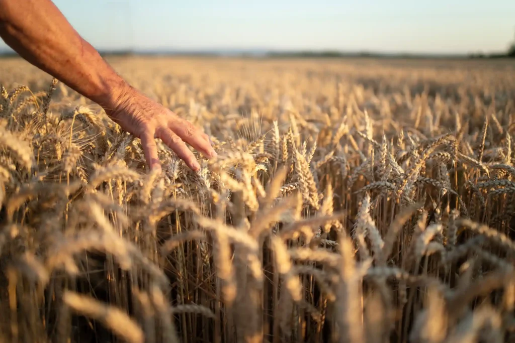 Contrôle unique des exploitations agricoles