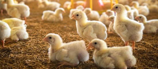 Les Echos Publishing 2026