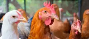 Peeranat Thongyotee - stock.adobe.com