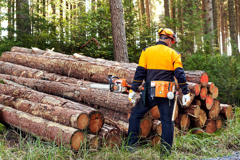Expert comptable exploitant forestier